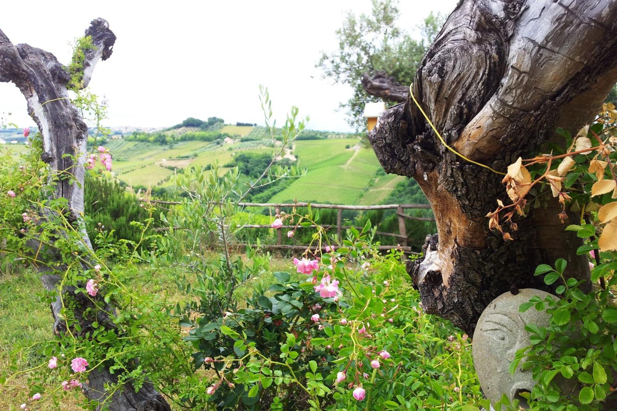 Agriturismo Campoletizia Miglianico Exteriér fotografie