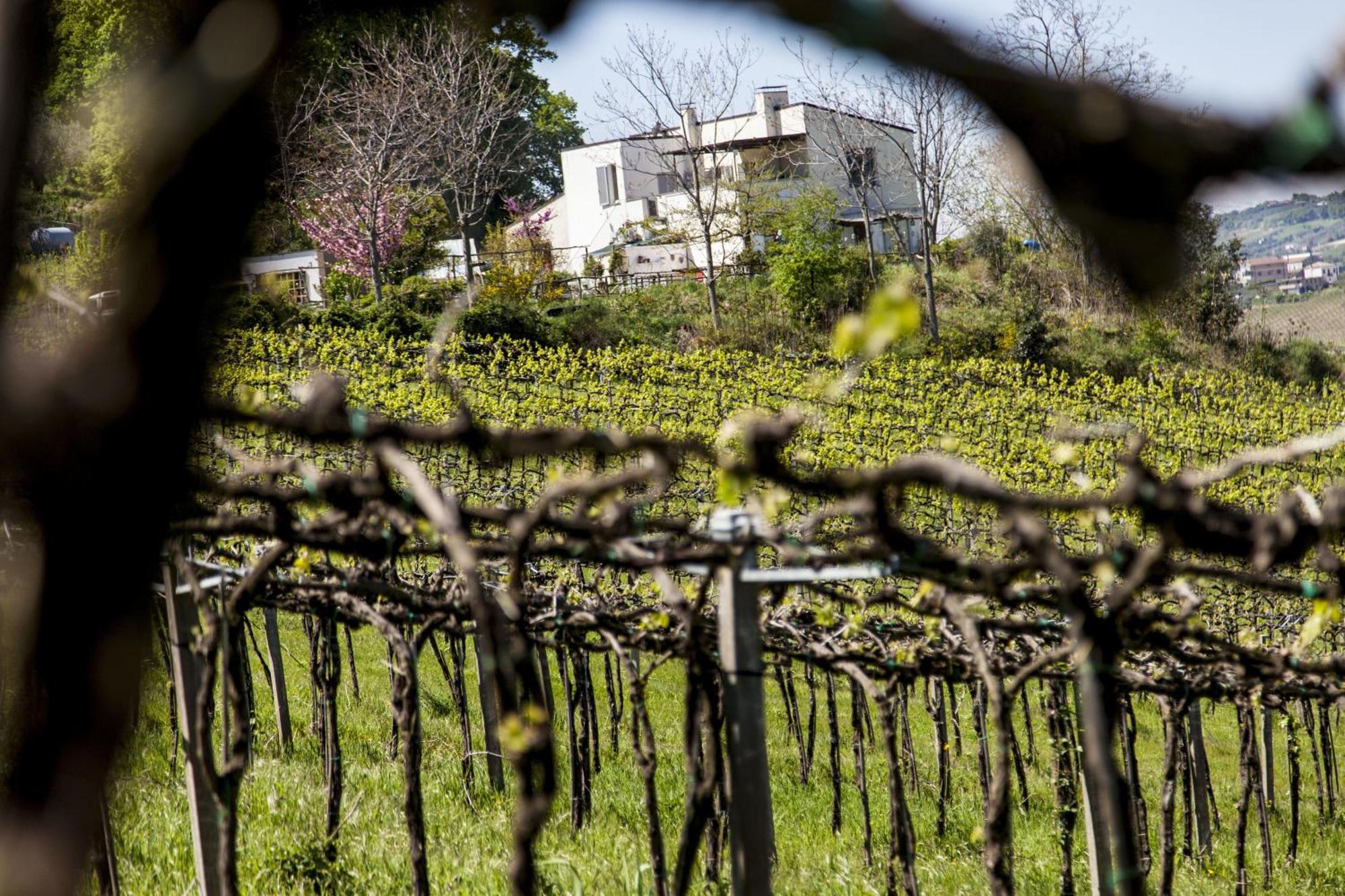 Agriturismo Campoletizia Miglianico Exteriér fotografie